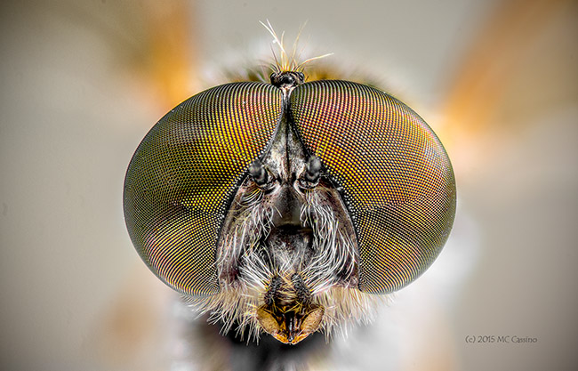 Ornate Snipe Fly, Chrysopilus ornatus